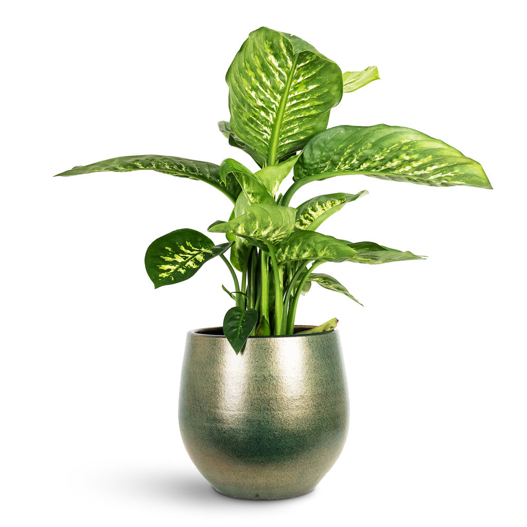 Dieffenbachia Reeva 21x70cm House Plant In Esra Pot Shiny Green 26x26cm