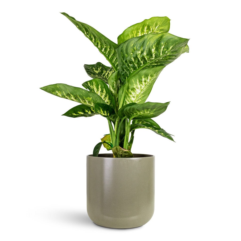Dieffenbachia Reeva 21x70cm House Plant In Lisbon Pot Greige 24x24cm