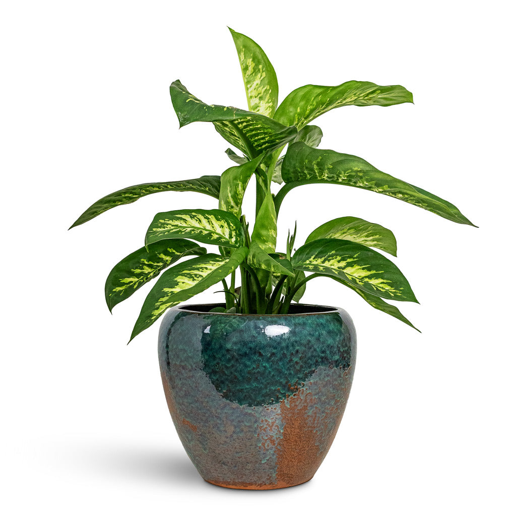 Dieffenbachia Reeva 21x70cm House Plant In Mystic Planter Metallic Ocean 32x30cm
