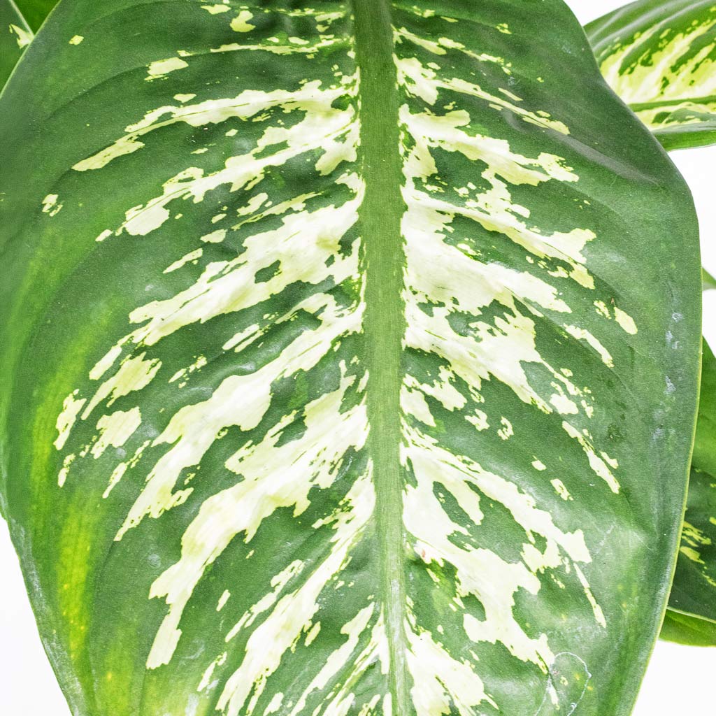 Dieffenbachia Reeva Close up