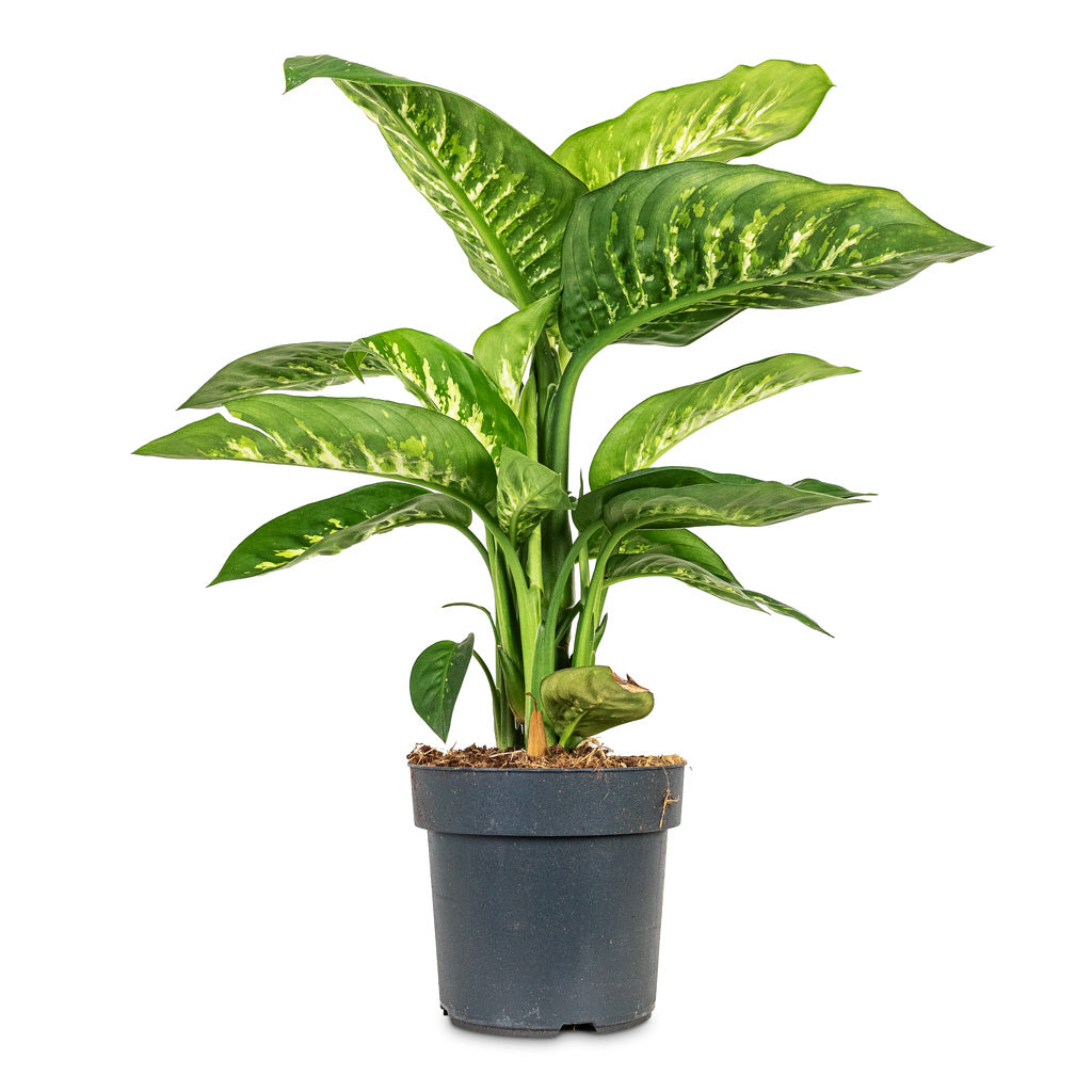 Dieffenbachia Reeva 21x70cm