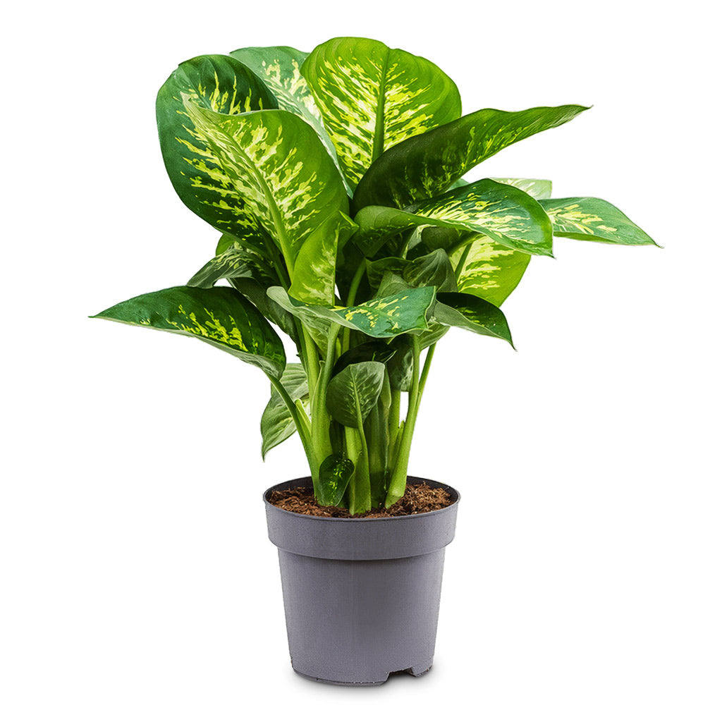 Dieffenbachia Reeva 24x80cm