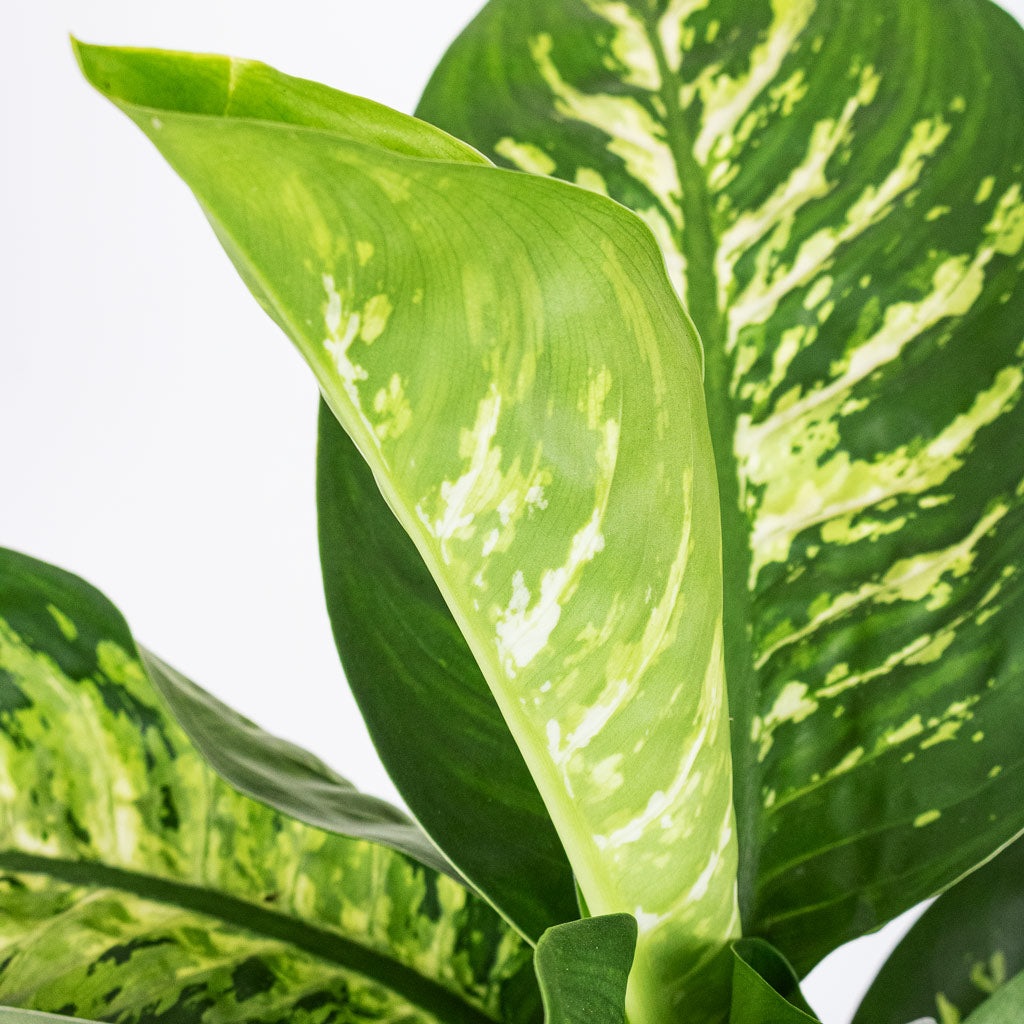 Dieffenbachia Reeva close up