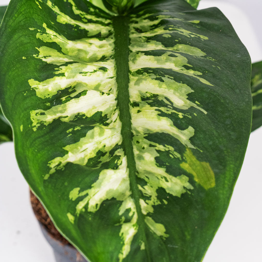 Dieffenbachia Reeva close up