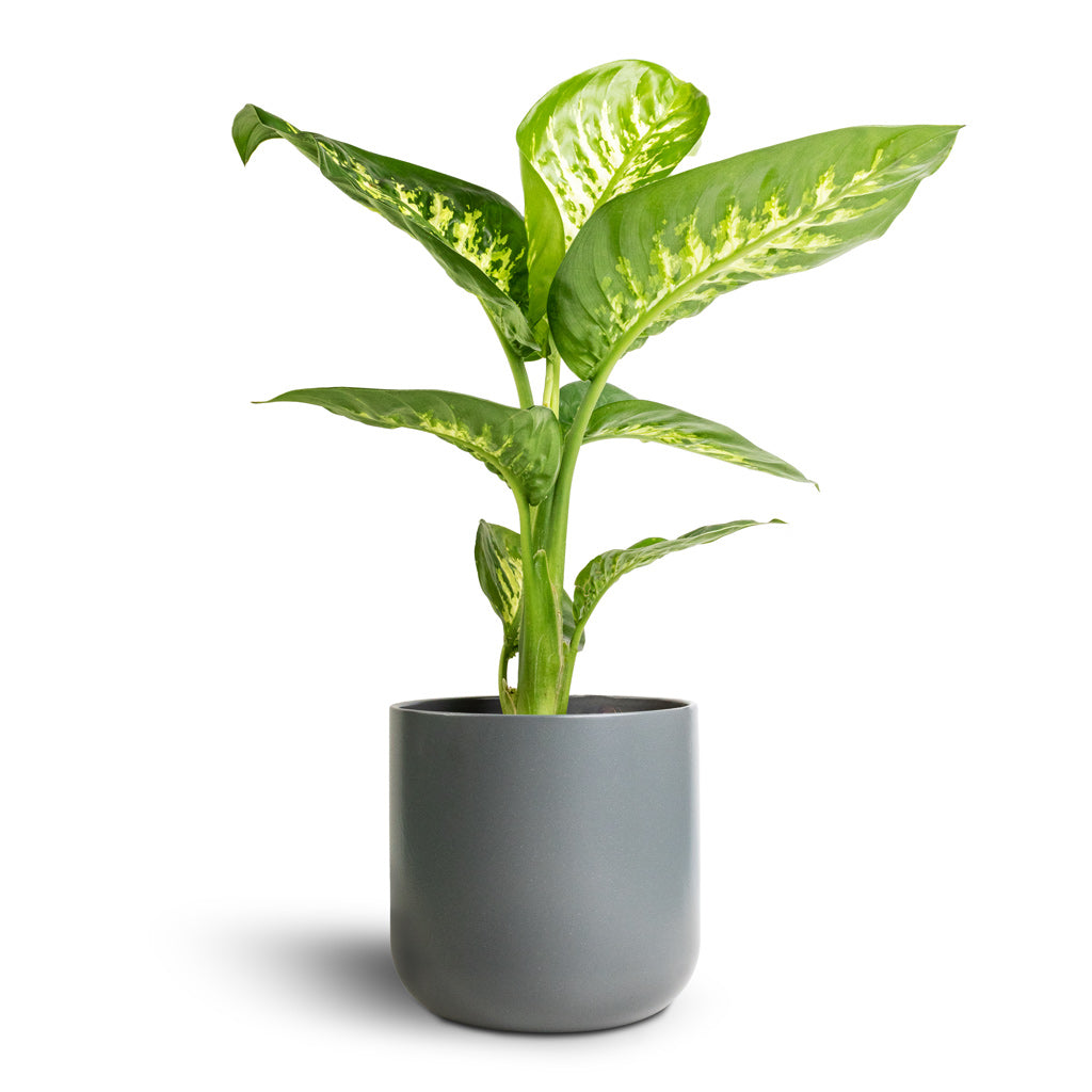 Dieffenbachia seguine Tropic Snow - Dumb Cane &amp; Lisbon Plant Pot - Charcoal