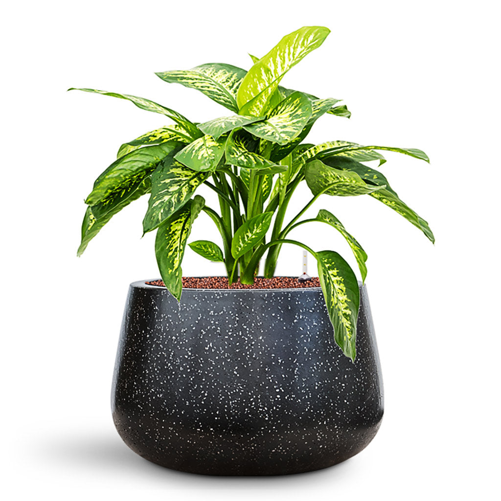 Dieffenbachia seguine _Reeva_ in Baq Terrazzo Planter
