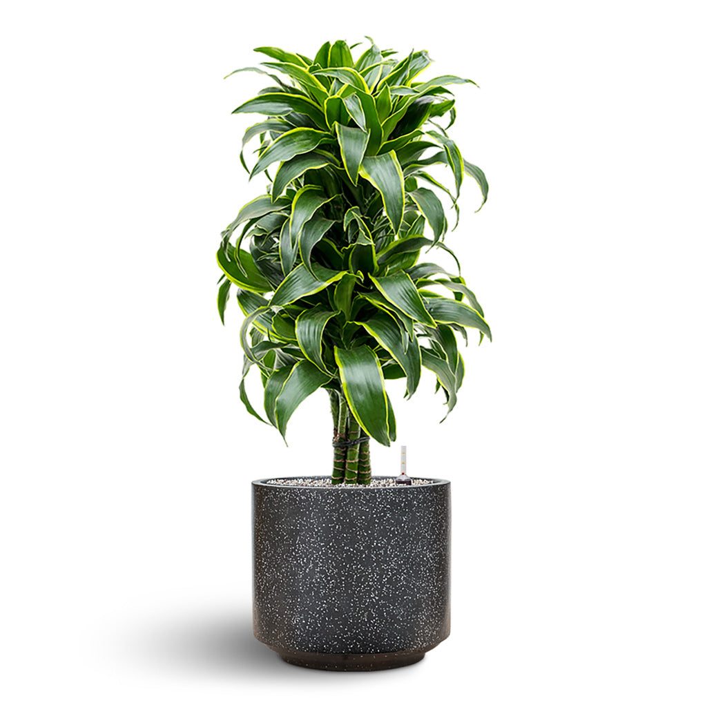 Terrazzo Cylinder Planter - Black & Dracaena