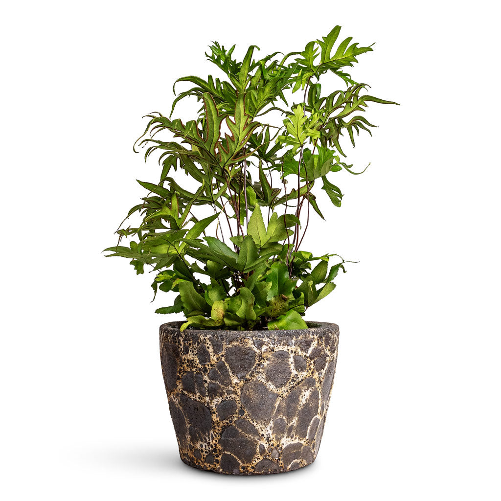 Doryopteris pedata Digit Fern 12x35cm In Lava Couple Straight Relic Planter Black - 19x13cm