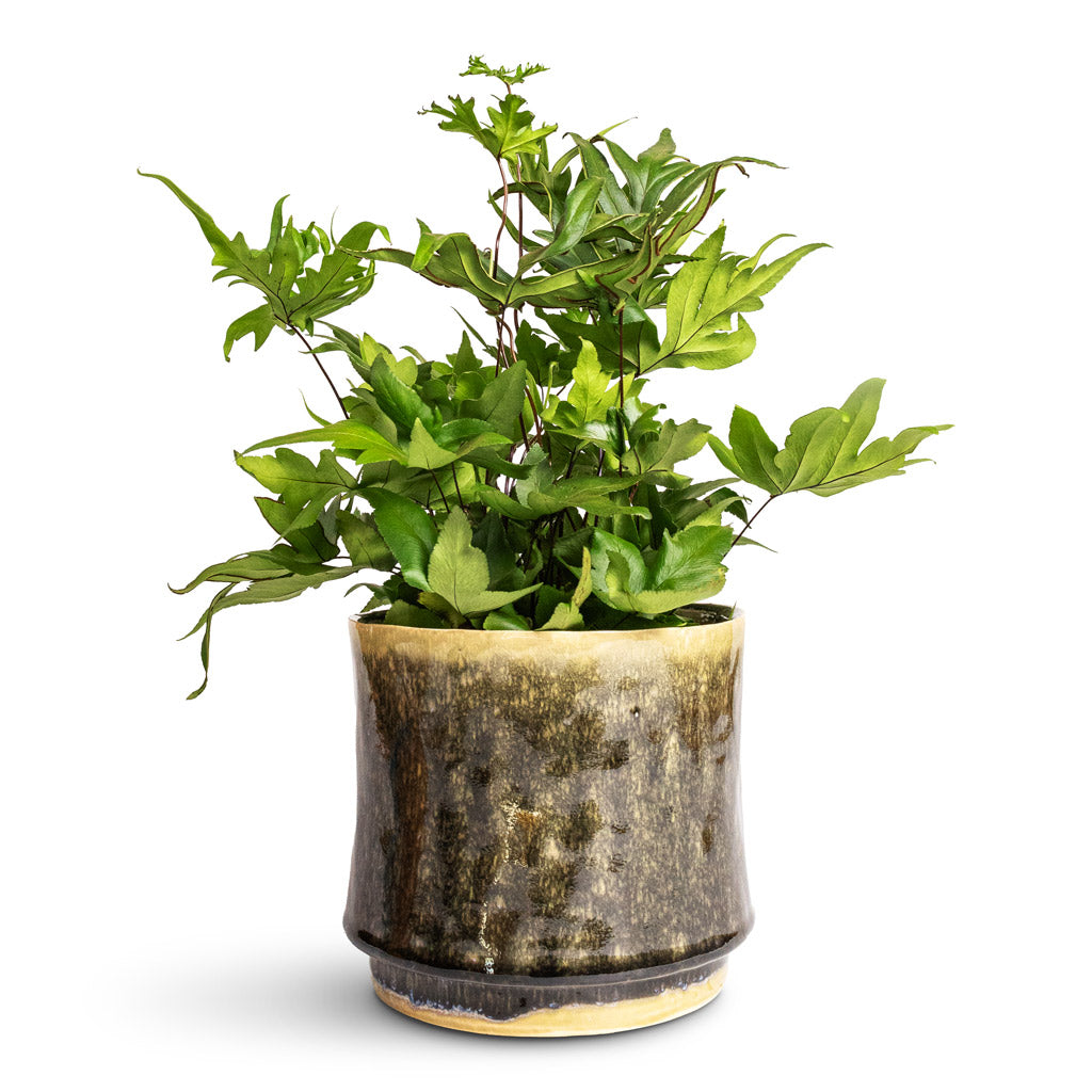 Doryopteris pedata - Digit Fern