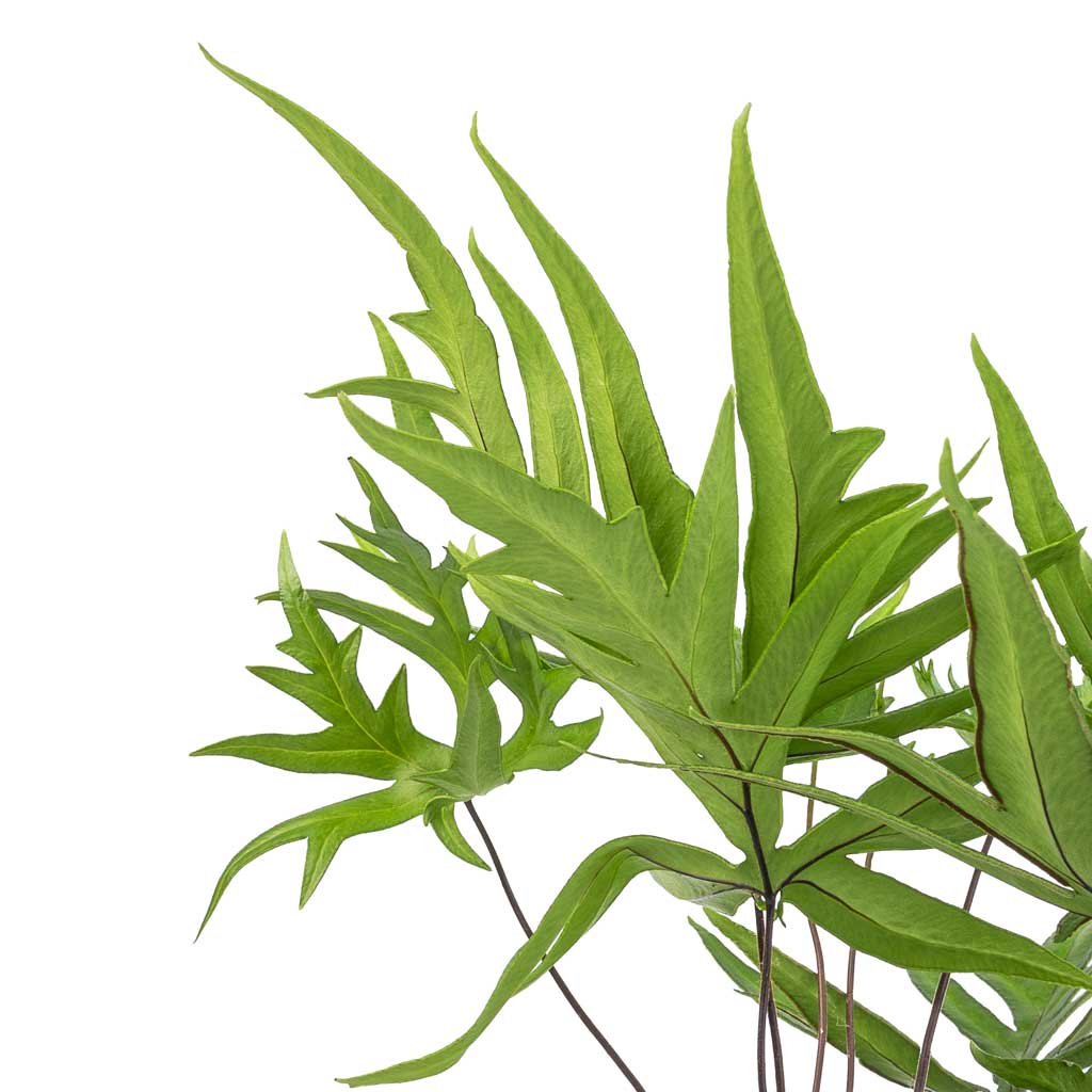 Doryopteris pedata - Digit Fern Leaves