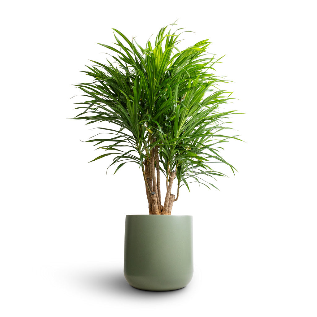 Dracaena Anita - Branched & Lisbon Plant Pot - Sage