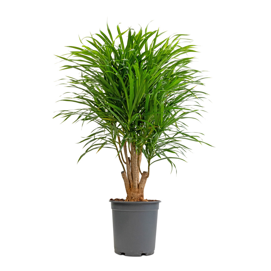 dracaena pleomele anita Dracaena reflexa Anita Branched Indoor Plants | Hortology