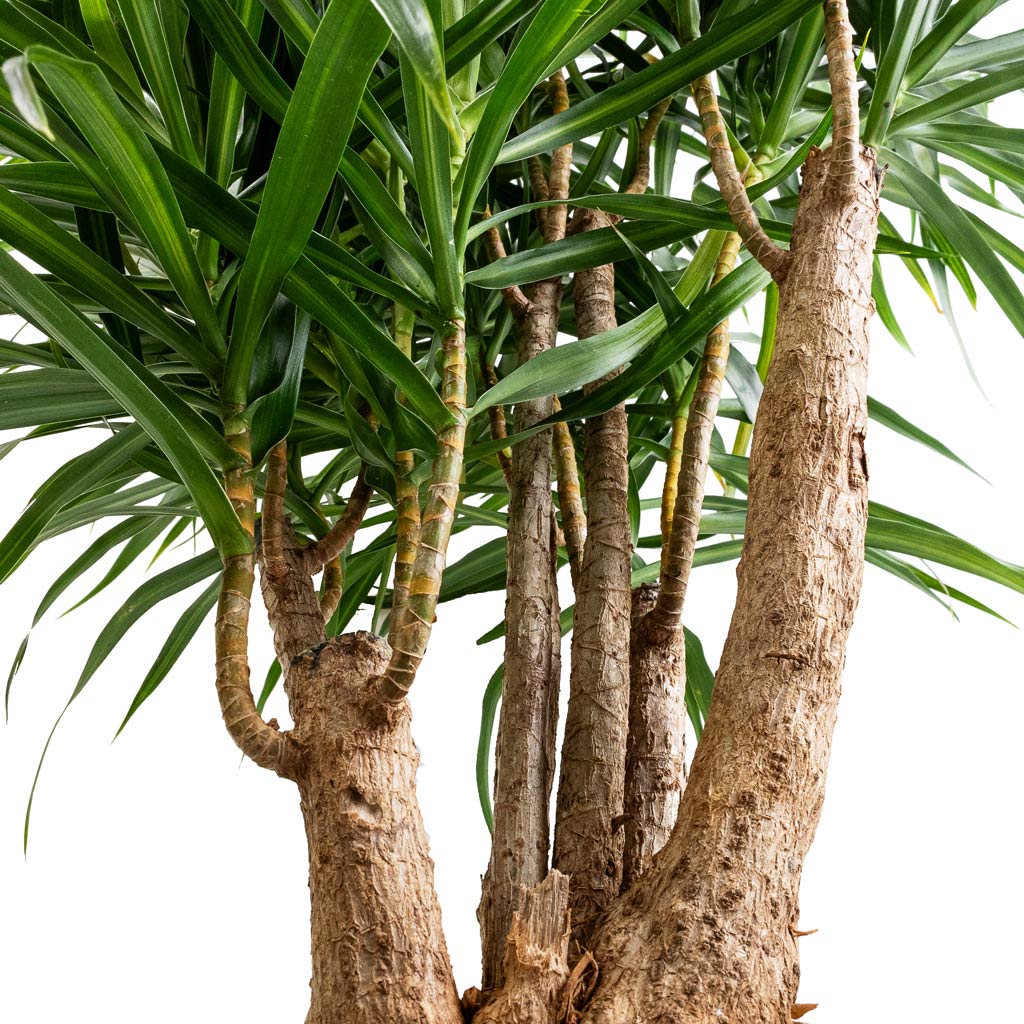 dracaena anita tree Dracaena reflexa Anita Branched Indoor Plants | Hortology