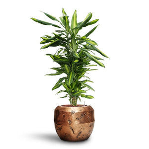 Dracaena Cintho - Branched - HydroCare & Opus Raw Couple Planter - Gold