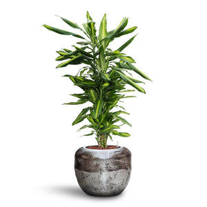 Dracaena Cintho - Branched - HydroCare & Opus Raw Couple Planter - Silver