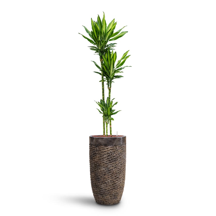 Dracaena Cintho - Multi Stem - HydroCare & Luxe Lite Layer Partner Planter - Bronze