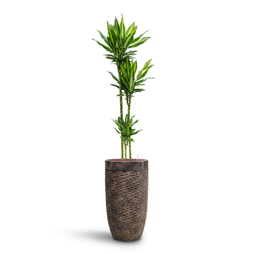 Luxe Lite Layer Partner Planter - Bronze