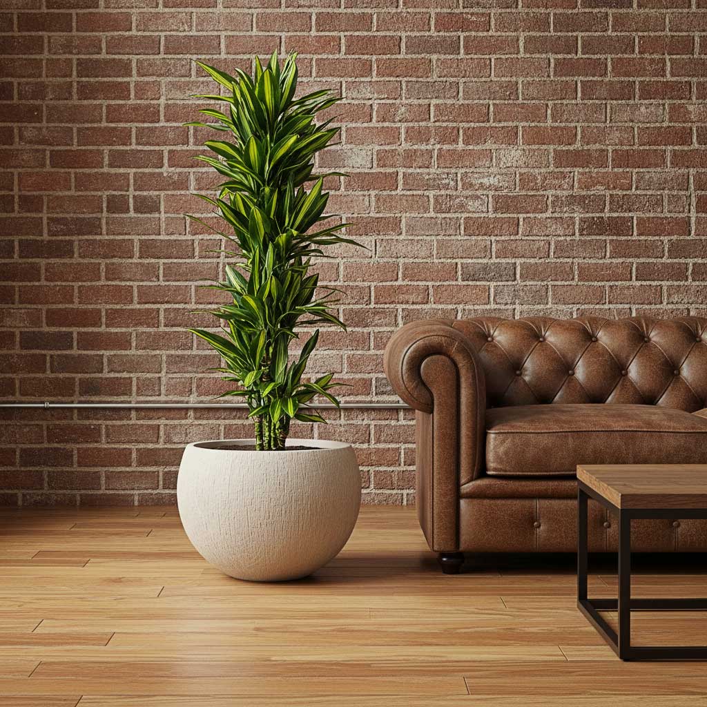 Dracaena Cintho - Branched -HydroCare - 18/19x100cm in Raindrop Globe Planter - Stone - 42x30cm