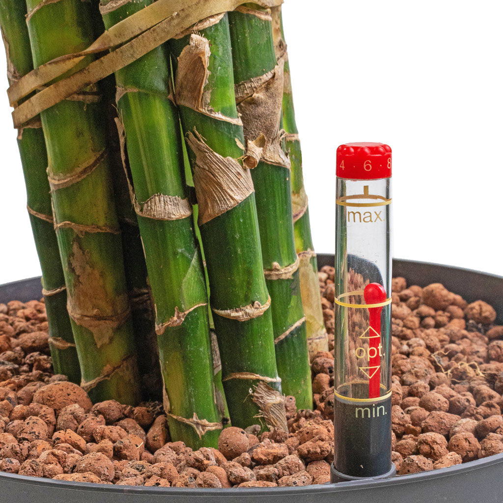 Dracaena Cintho - Branched - HydroCare - Close Up