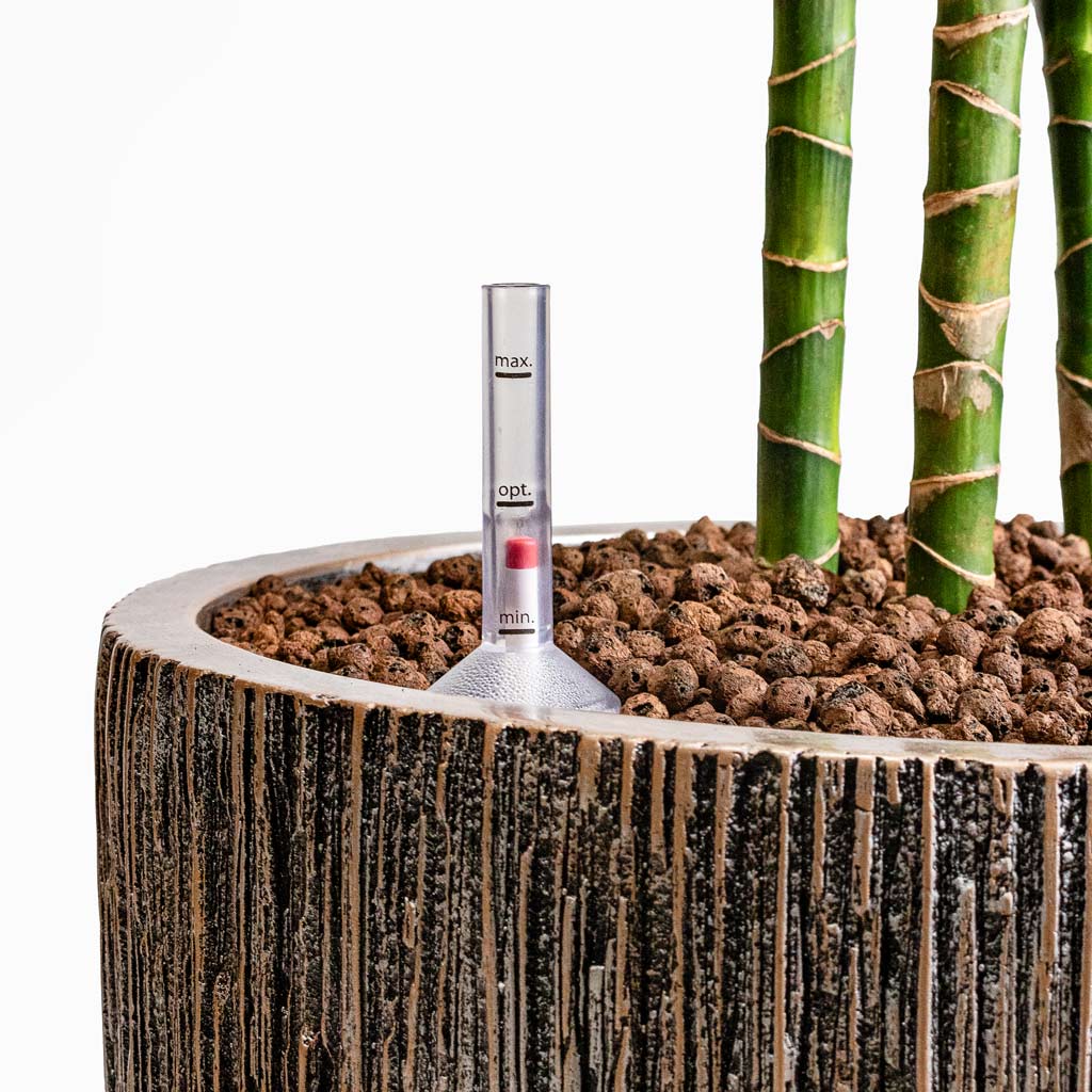 Dracaena Cintho MS Hydro in Luxe Lite Waterfall Cylinder Bronze