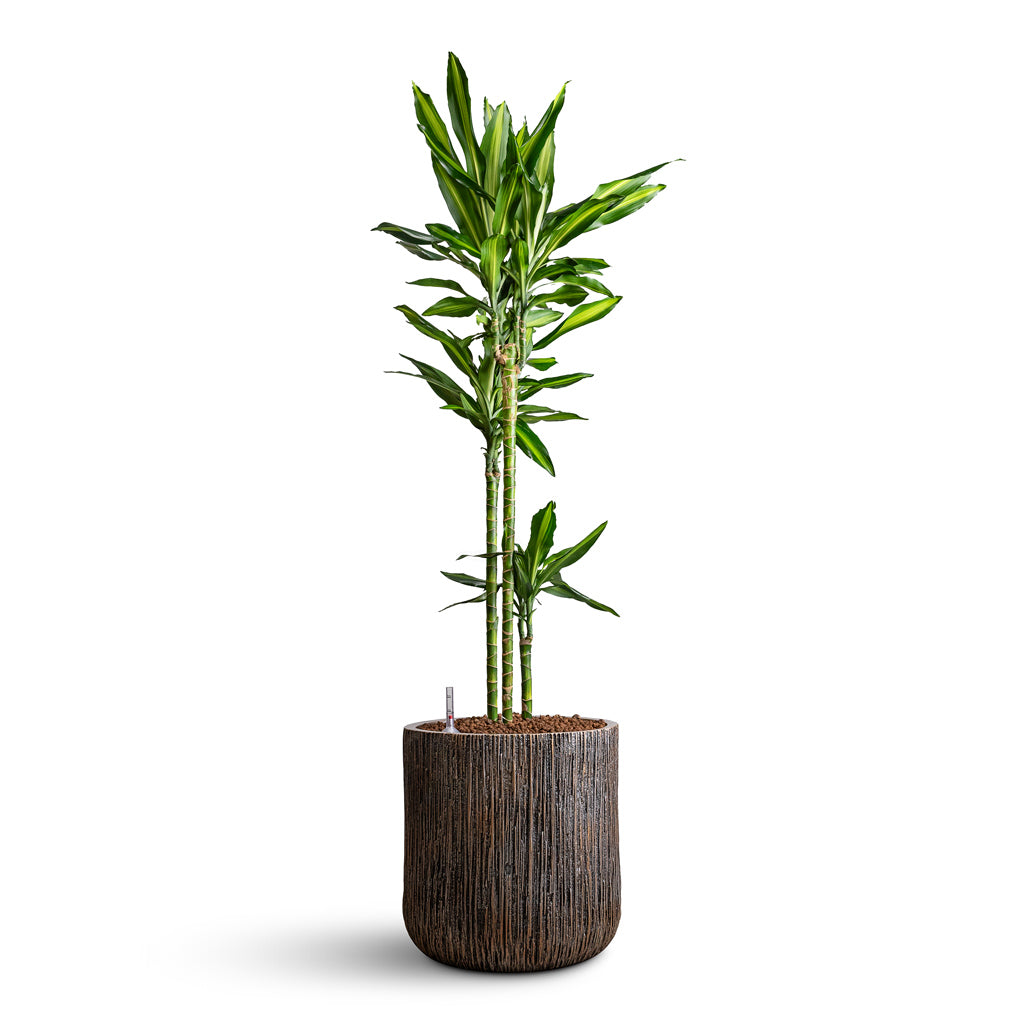 Dracaena Cintho MS Hydro in Luxe Lite Waterfall Cylinder Bronze Plant Display 