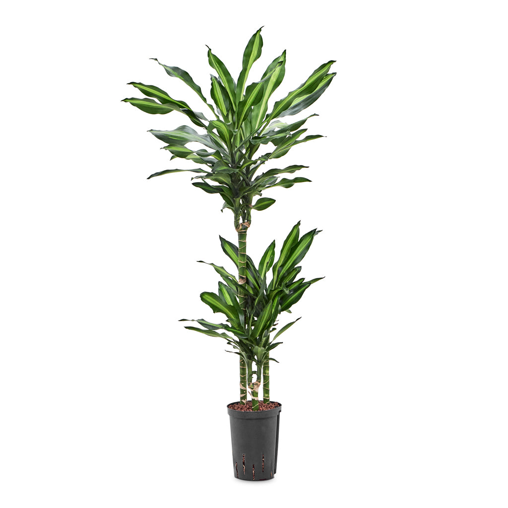 Dracaena Cintho - Multi Stem - HydroCare - 15/19 x 100cm
