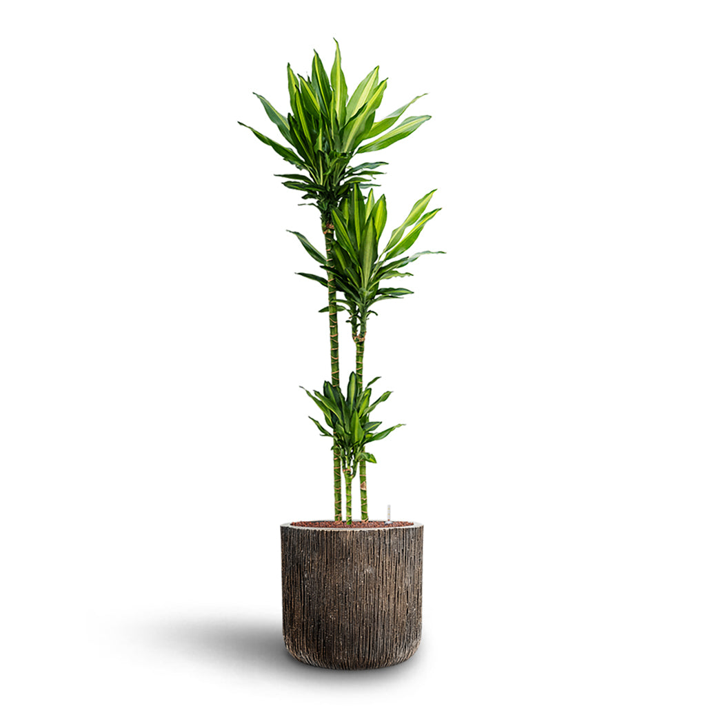 Dracaena Cintho MS Hydro in Luxe Lite Waterfall Cylinder Bronze Plant Display 