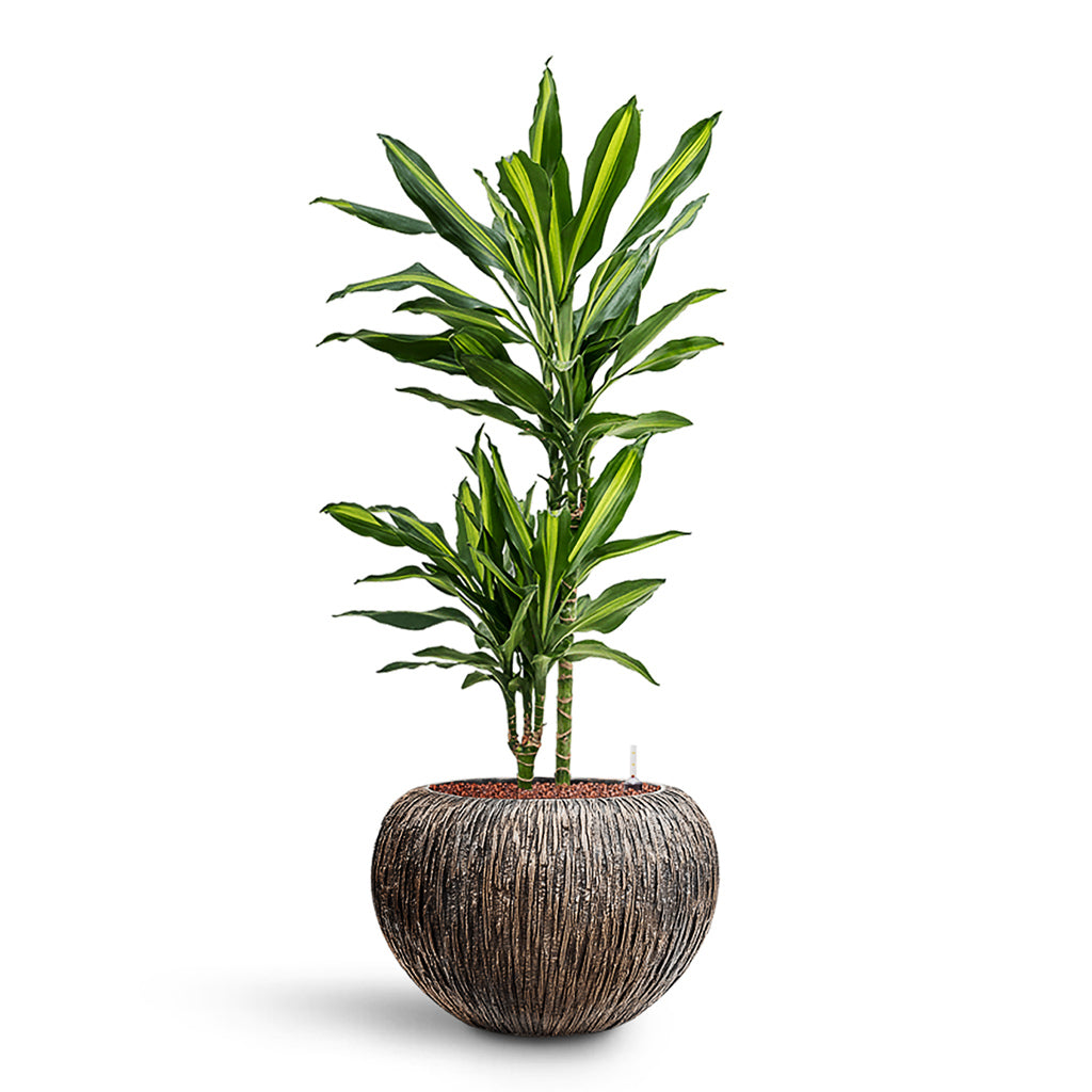 Dracaena Cintho Multi Stem HydroCare in Luxe Lite Waterfall Globe - Bronze - 39 x 101cm (2 stems)