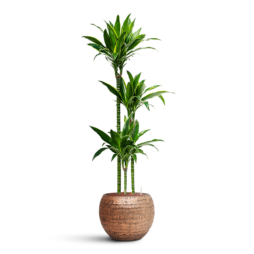 Dracaena Cintho Multi Stem HydroCare in Opus Hammered Globe - Gold - 40 x 106cm (2 stems)