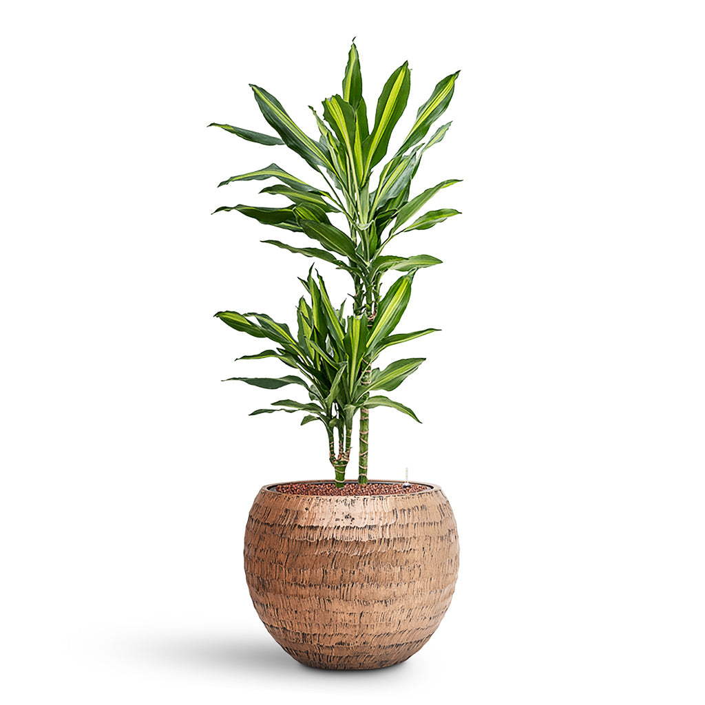 Dracaena Cintho Multi Stem HydroCare in Opus Hammered Globe - Gold - 40 x 106cm (2 stems)