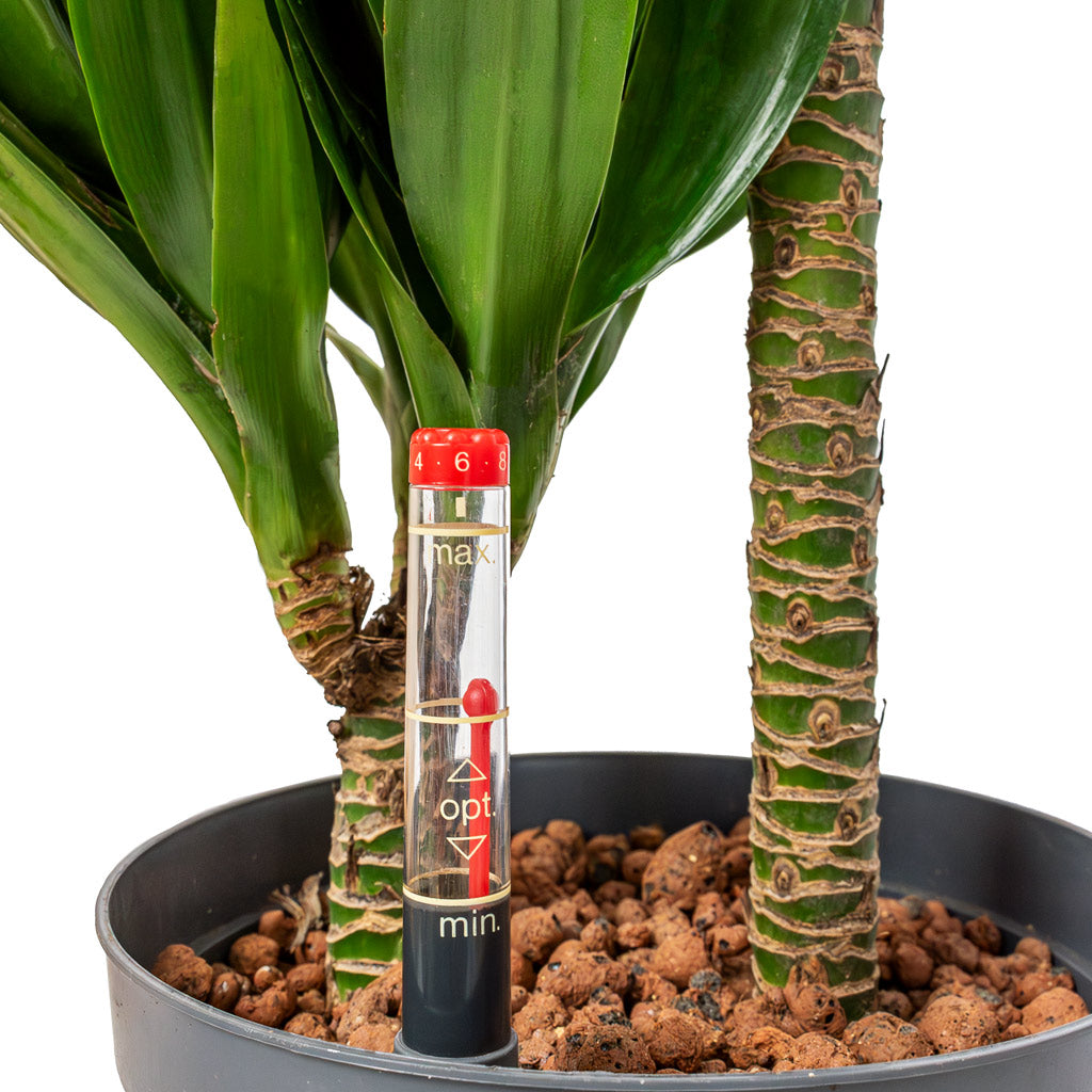 Dracaena Compacta Multi-Stem Hydroculture Indoor Plant 3 Stems