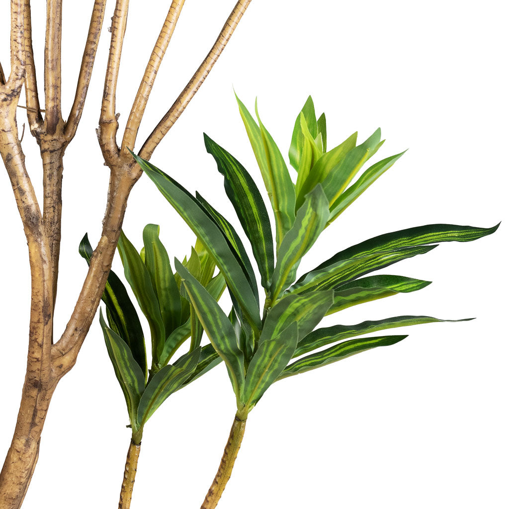 Dracaena Dragon Tree Artificial Close Up Of Stem & Leaves