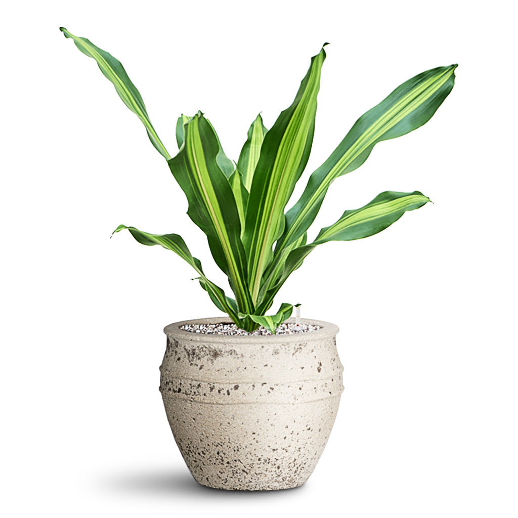 Dracaena Fragrans Burley HydroCare in Athena Planter