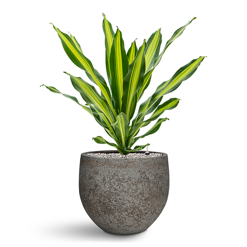 dracaena burley Dracaena fragrans Burley - HydroCare Indoor Plants | Hortology