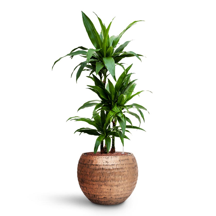 dracaena janet care Dracaena Janet Craig Multi Stem Hydro Plants - Easy Care | Hortology