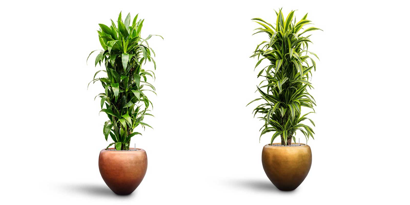 Dracaena Janet Craig Lemon Lime Metallic Couple Planters