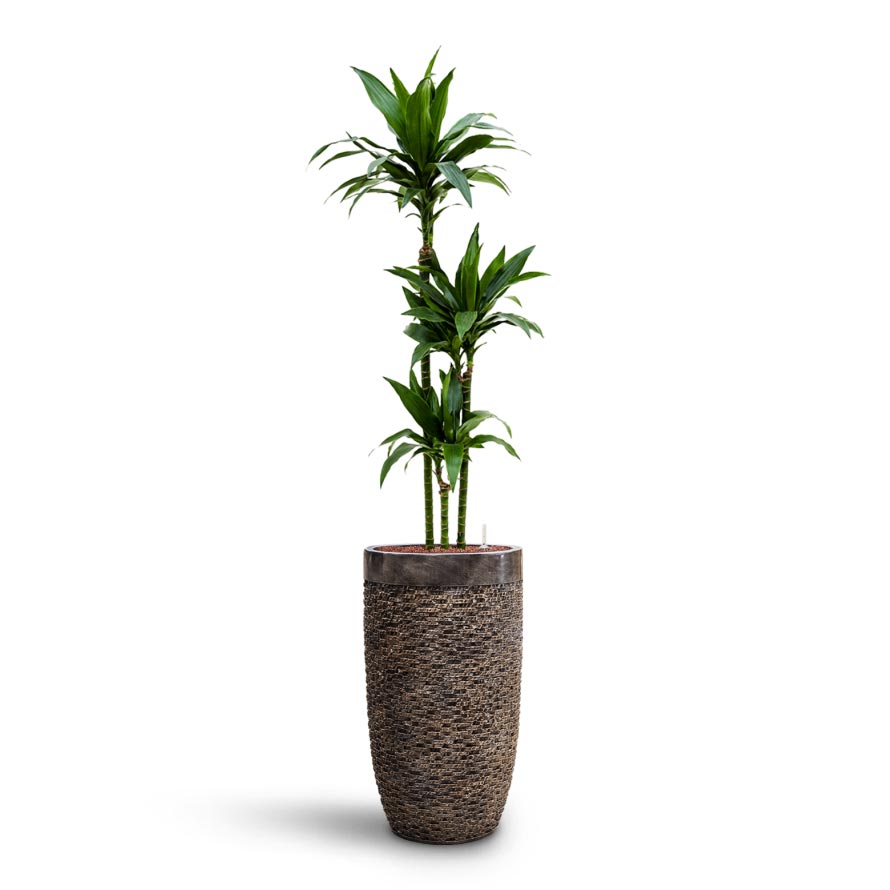Dracaena Janet Craig - Multi Stem - HydroCare & Luxe Lite Layer Partner Planter - Bronze