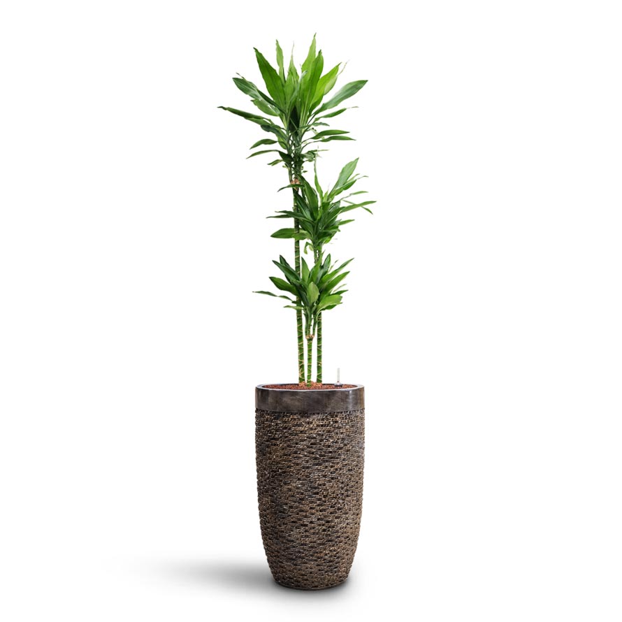dracaena lind Dracaena Janet Lind Multi Stem Hydro Plants - Easy Care | Hortology