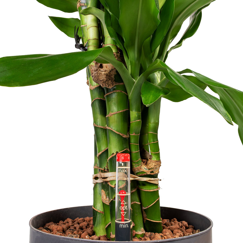 dracaena janet lind care Dracaena Janet Lind Branched Hydro Plants - Easy Care | Hortology