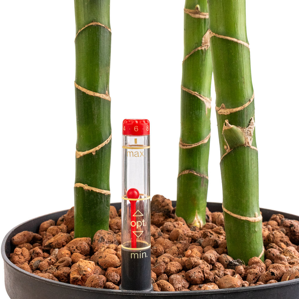 Dracaena Janet Lind Hydroculture Indoor Plant 3 Stems Tall