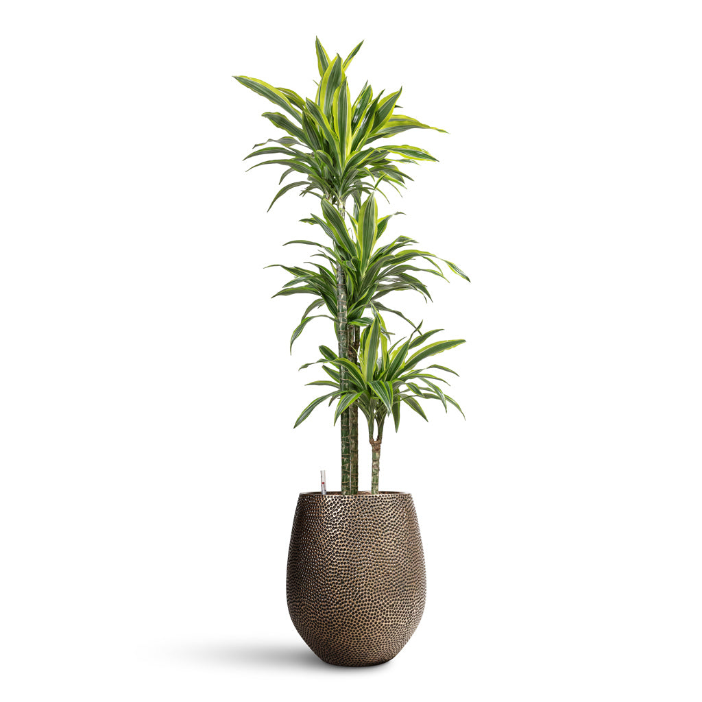 Dracaena Lemon Lime MS Hydro in Opus Hit Darcy Gold - 38x140-170cm-_3-stems