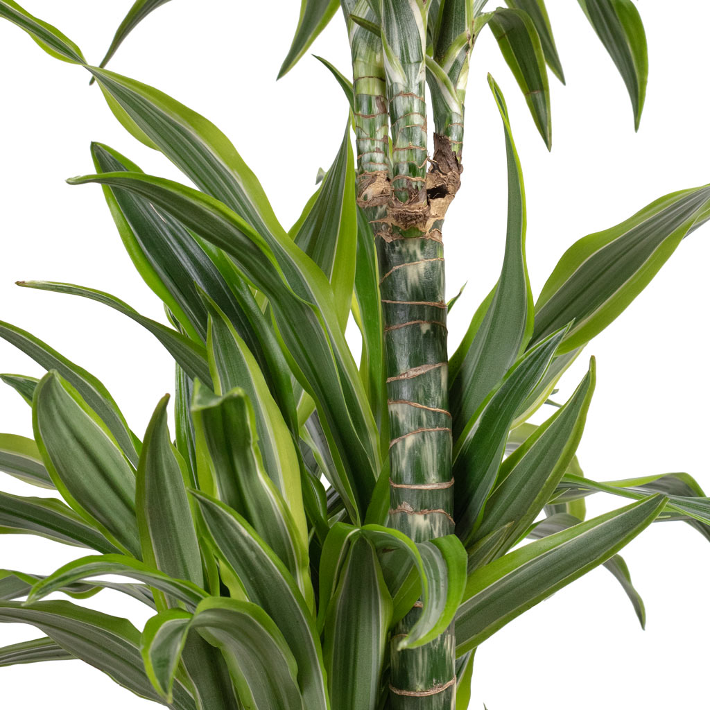 Dracaena Lemon Lime MS Hydrocare Close Up 