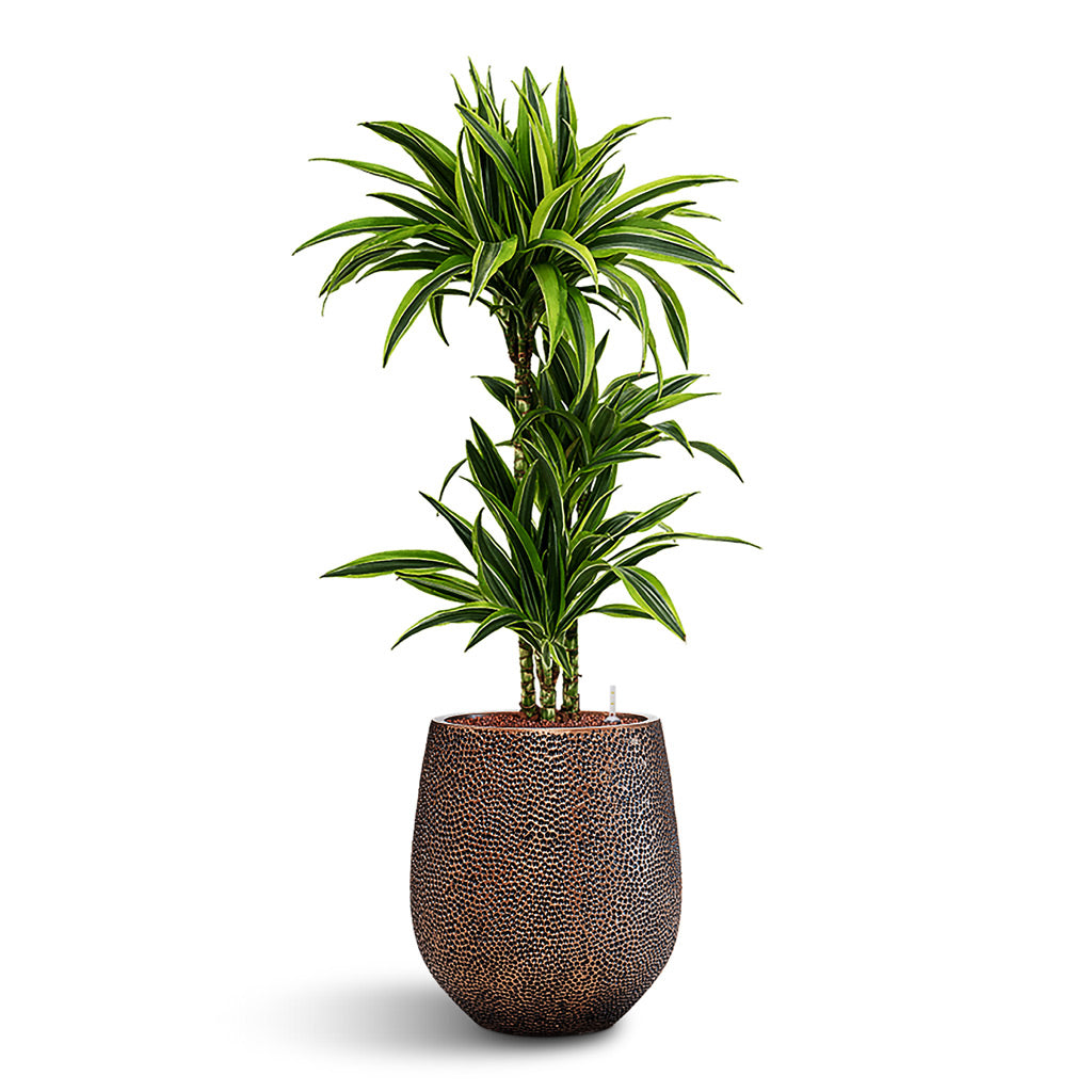 Dracaena Lemon Lime Multi Stem HydroCare in Opus Hit Darcy - Gold - 38 x 126cm (3 stems)