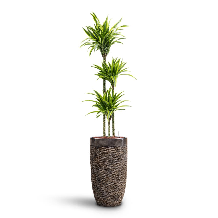 Dracaena Lemon Lime - Multi Stem - HydroCare
