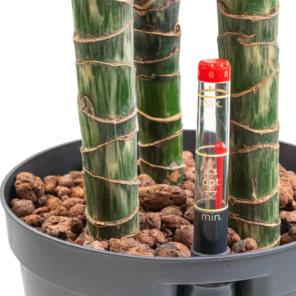 Dracaena Lemon lime - Multi Stem - HydroCare - Close Up