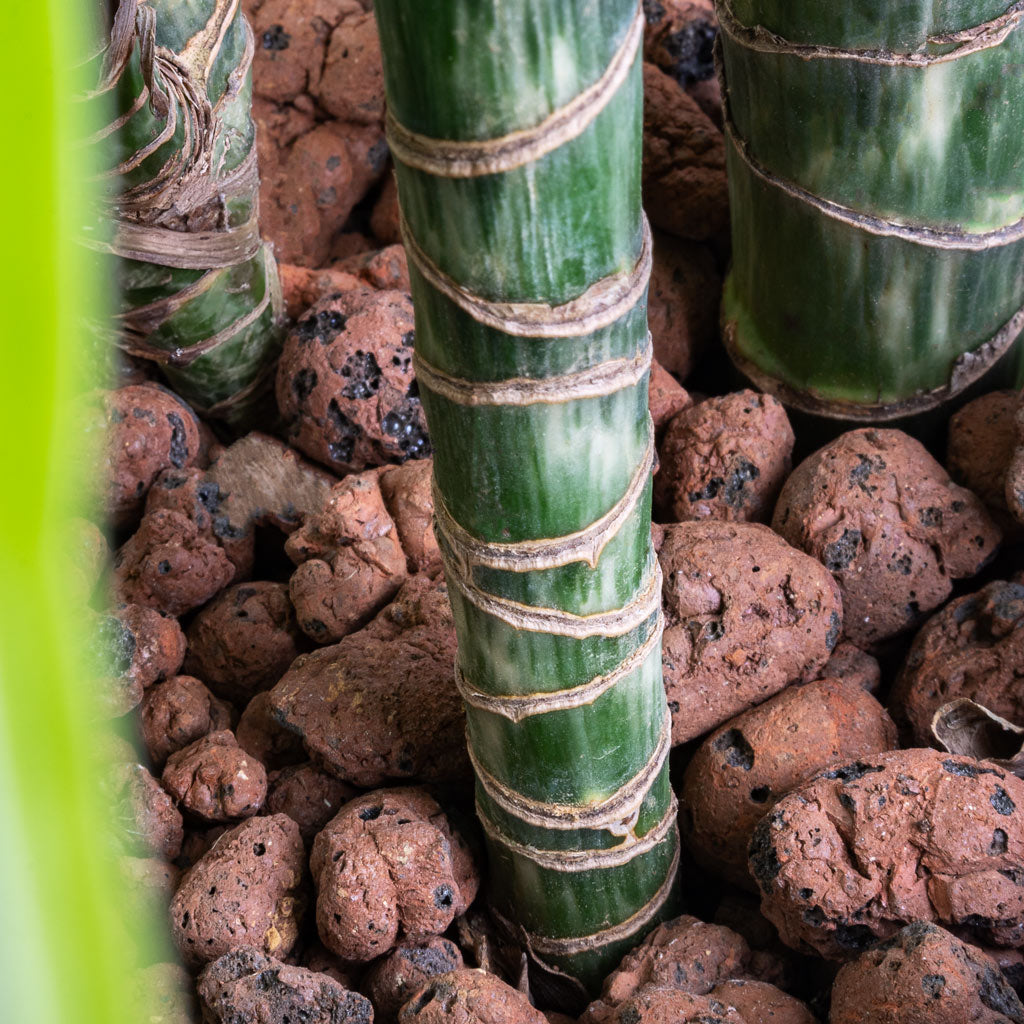 Dracaena Lemon lime - Multi Stem - HydroCare - Stems