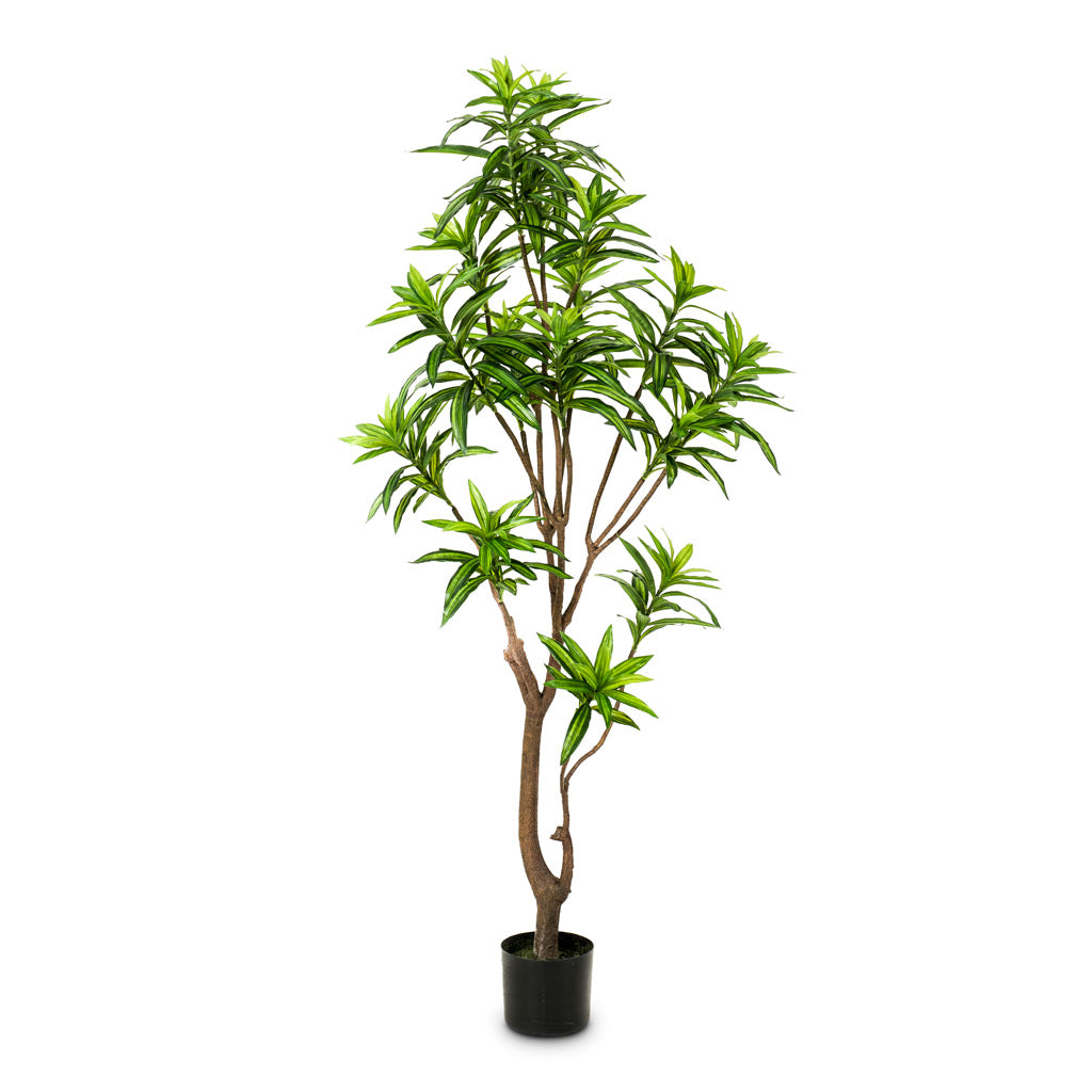 Dracaena Tree Artificial - 155cm
