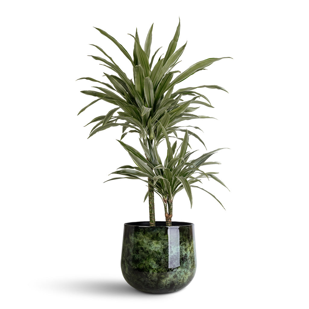 Dracaena der. Warneckii Multi Stem - 19x90cm - _2-stems_- In Emmie Metal Pot Mystic Green - 31x25cm