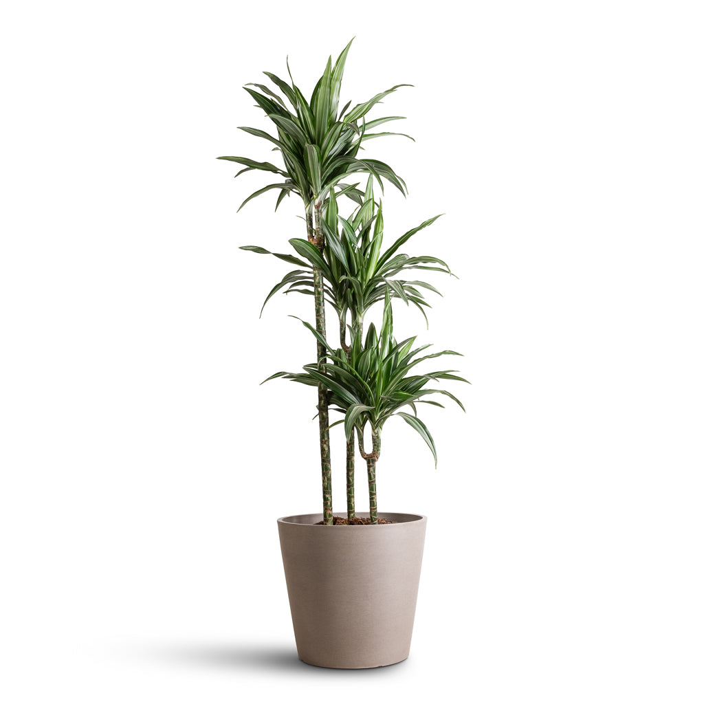 Dracaena der. Warneckii Multi Stem 21x105cm _3-stems_ In Amsterdam Bucket Planter Taupe - 40x35cm