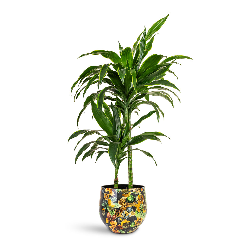 Dracaena deremensis Art Multi Stem 19x100cm 2 stems House Plant In Lammie Pot Berry Blue 24x21cm